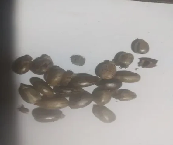 Neem oil/ leaves. Castor oil/ sehjan/ Giloye plant/ Tulsa plant/ rose /ashwagsndhs/ 