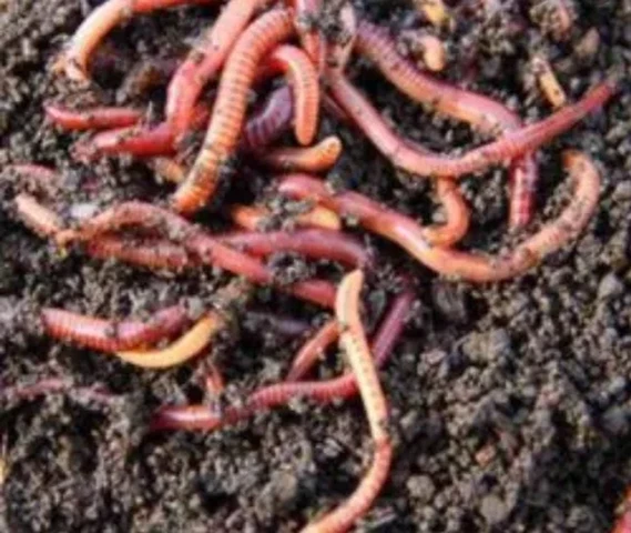 Live earthworm