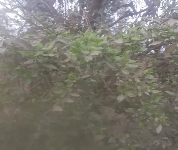 Mehndi powder