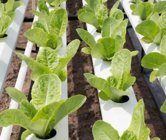 spinach