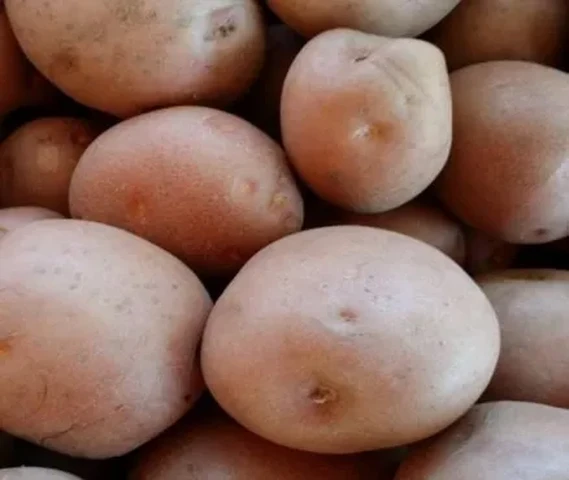 Lady rosettes lr potatoes