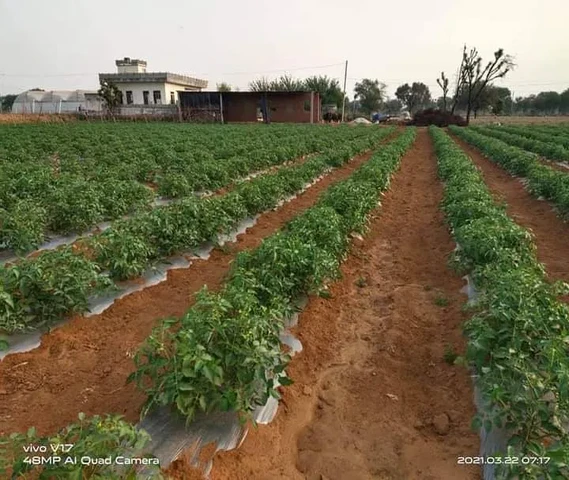 Tomato orgnik