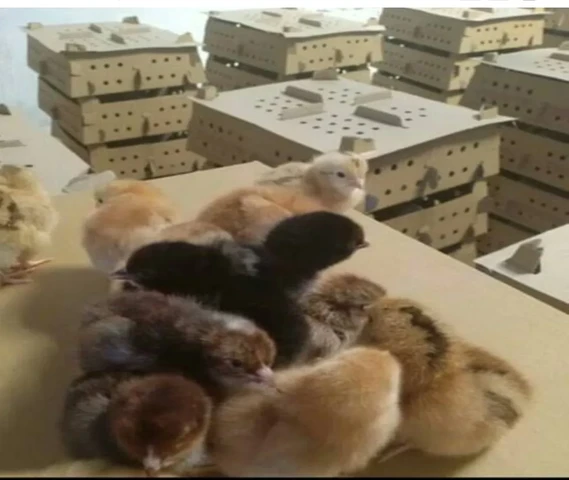 SONALI CHICKS