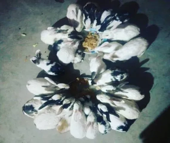Rabbit
