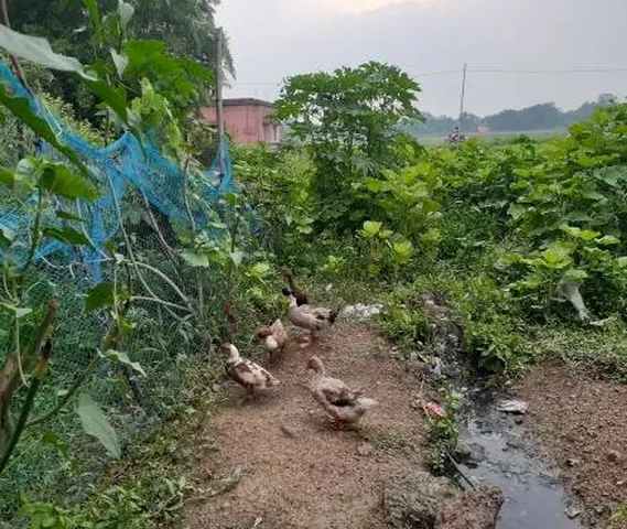 Duck