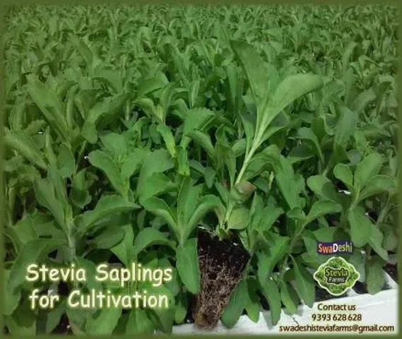Stevia Saplings