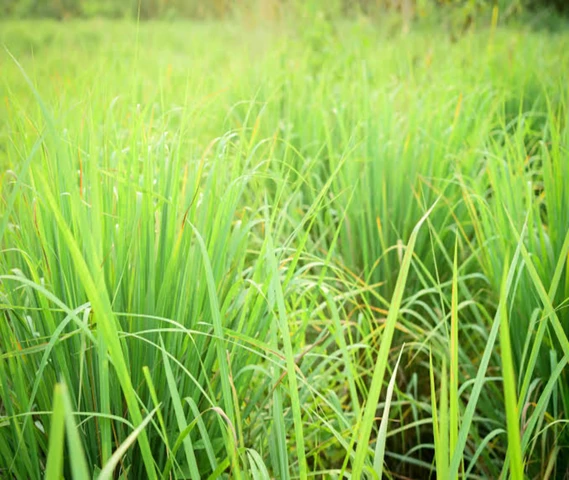 Lemongrass