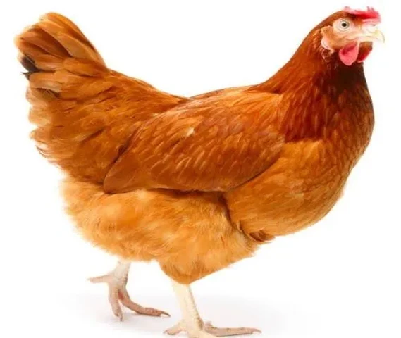 Deshi murga murgi