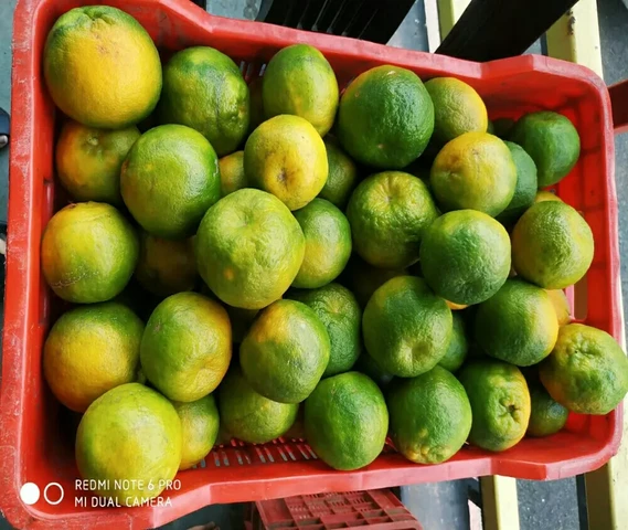 Oranges
