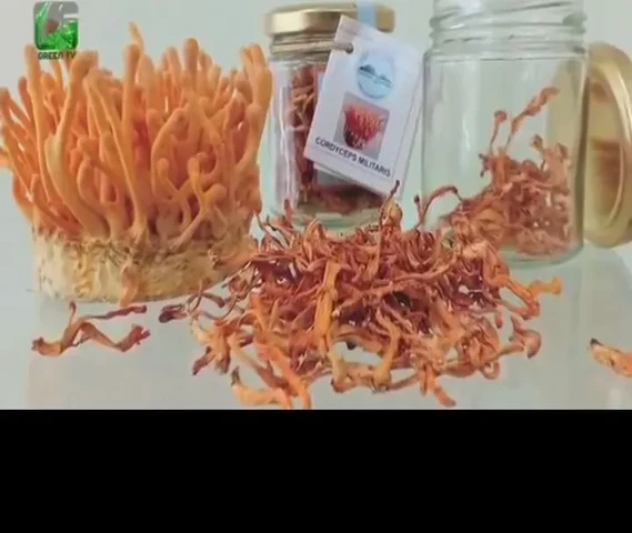 Kida Jadi