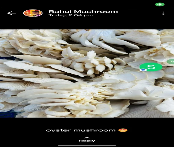 Oyester mashroom
