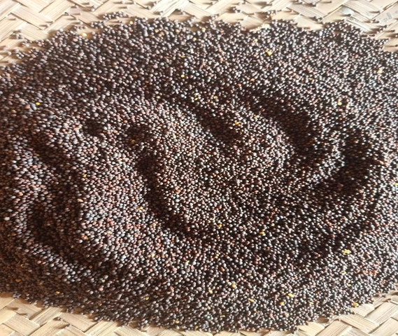 Mustard seed