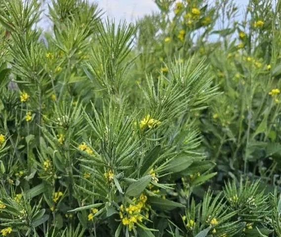 गुच्छे बाली सरसो का बीज उपलब्ध है। (Bunch earring mustard seeds are available)