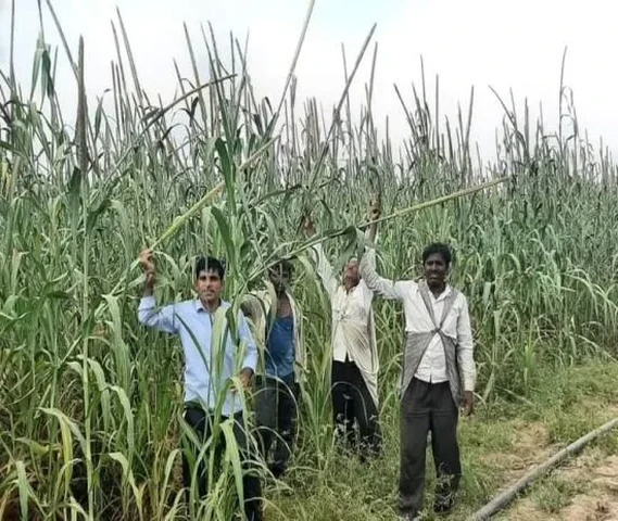 4/5 Feet Long Wali Bajra Seeds Available