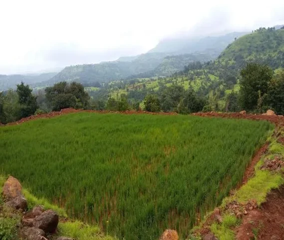 Farm lands will be available in Bhor, Velha, Saswad, Purandar areas