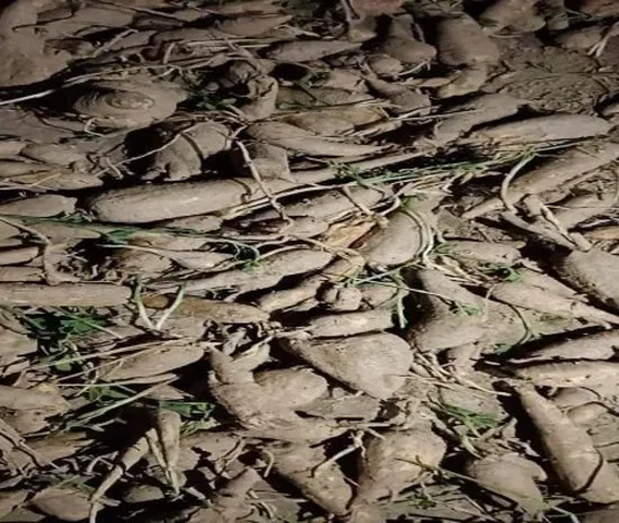 Kantola roots and kundru stem available