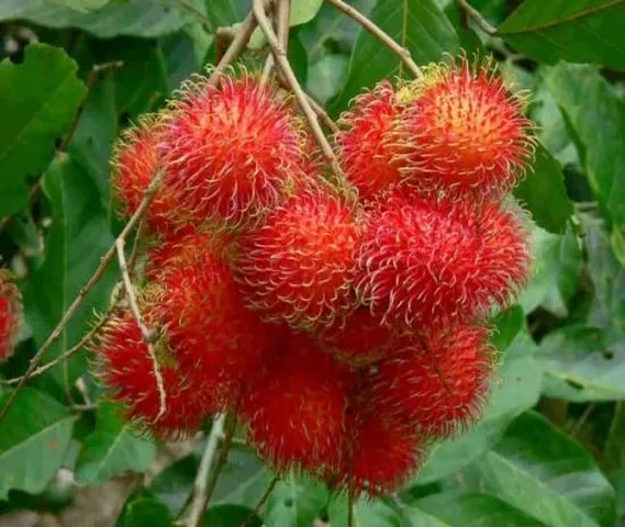 Rambutan Fruit Plant