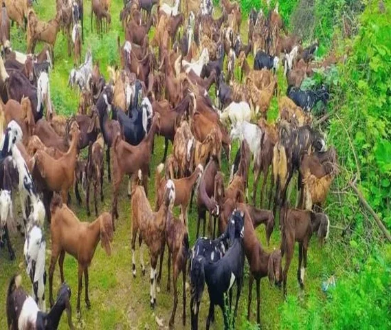 Goat 20-30kg weight For sell | Rikament Goat's