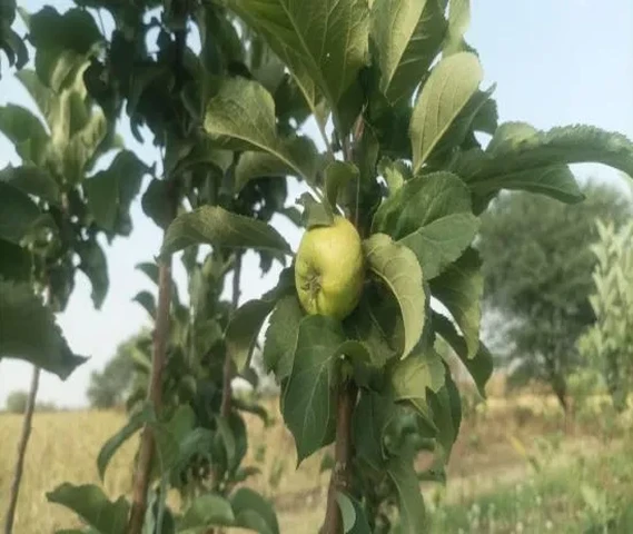 100% granted hot climate apple plants