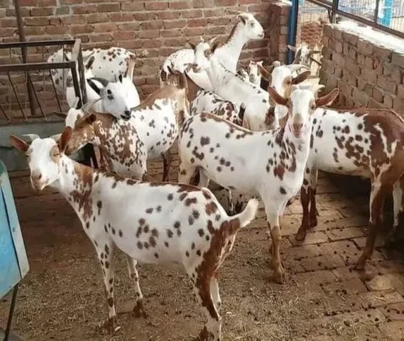 प्रेग्नेंट बकरिया और बकरे, फार्मिंग के लिए उपलब्ध