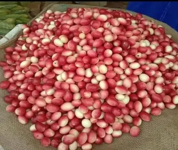 Natural karvanda plants available