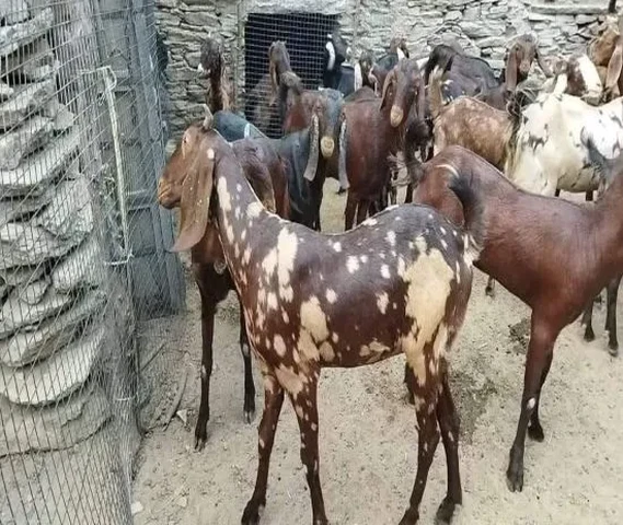 3,4 महीने की लोडेड original सिरोही ब्रीड (प्रेग्नेंट बकरिया)