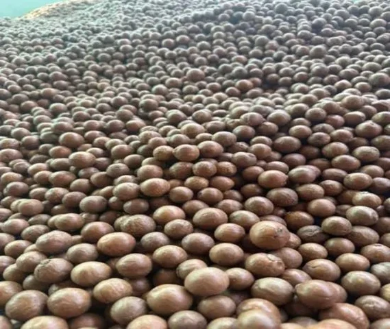 Macadamia seeds and plants available