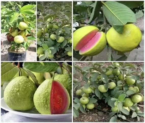 Red Guava Plants Available