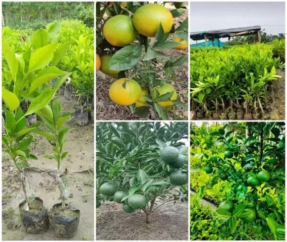 Malta musombi plant available