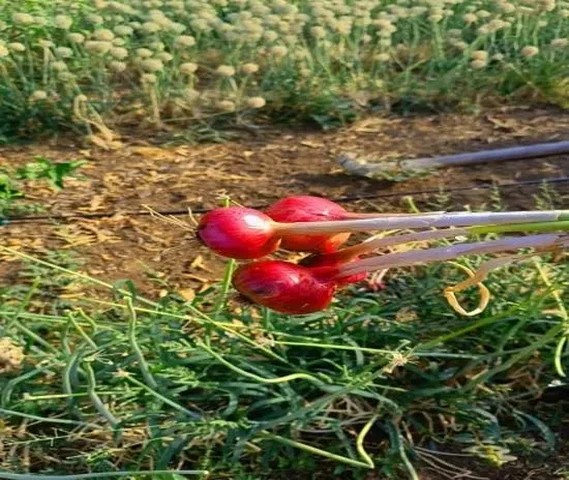 लाल प्याज का बीज/देसी प्रशांत पुना फूरसुंगी प्याज का बीज