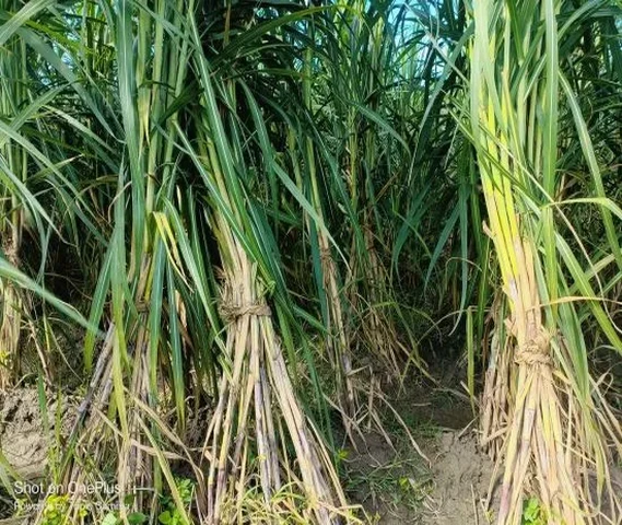 New varieties of sugarcane available