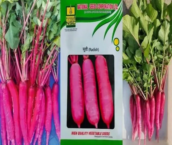 लाल मूली उपलब्ध है