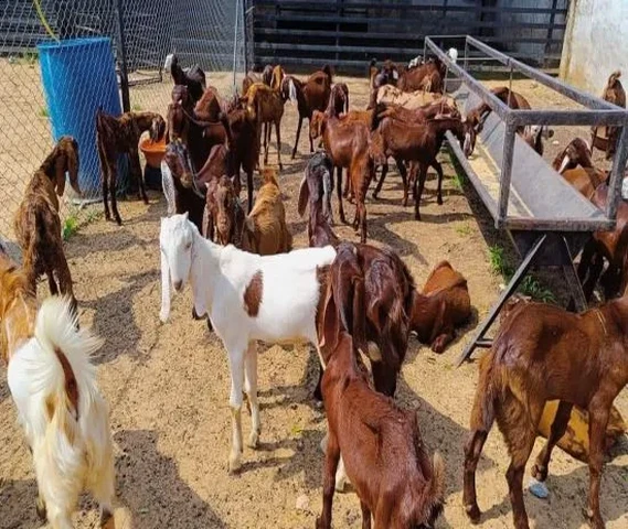 जंगल में घूमने वाली राजस्थान की सिरोही गुजरी बकरियाँ