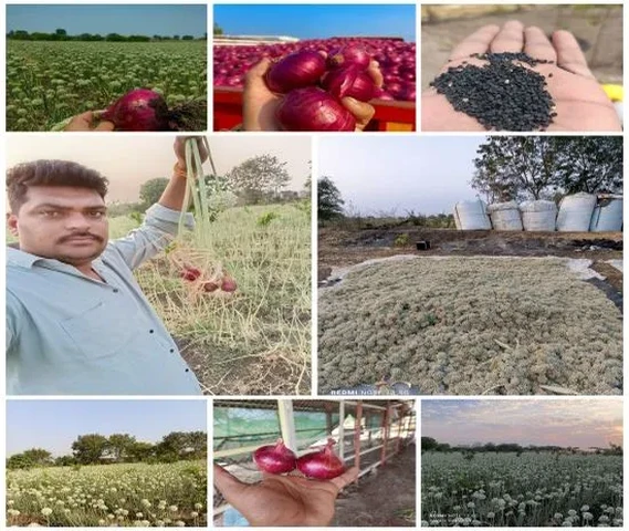 onion seeds planted in rainy season and onion seeds planted in summer season