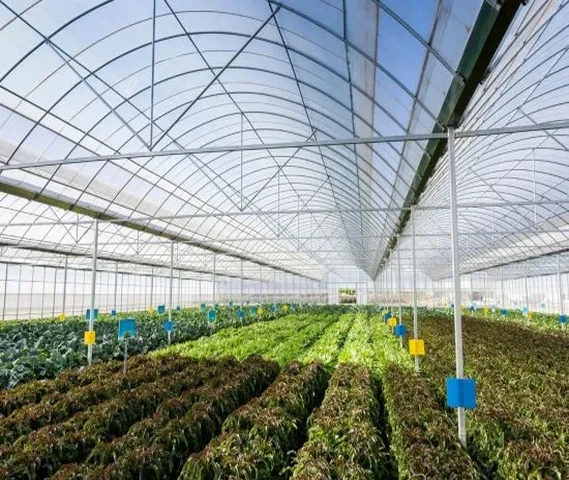 Dream of installing new polyhouse, net house fulfilled