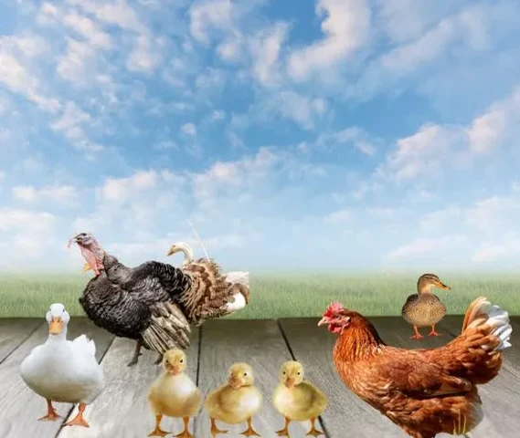 Get all these kids from Turkey, Silky, Titir, Karknath White Pakin Duck