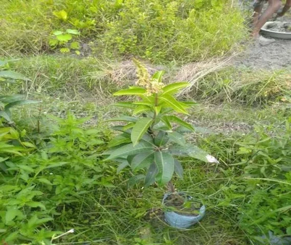 Twelve Months Mango Plant