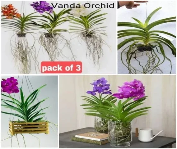 Vanda Orchid Plant Available