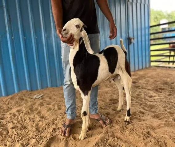 4-5 months की लोडेड बकरियां