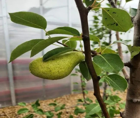 Pear Plants Available