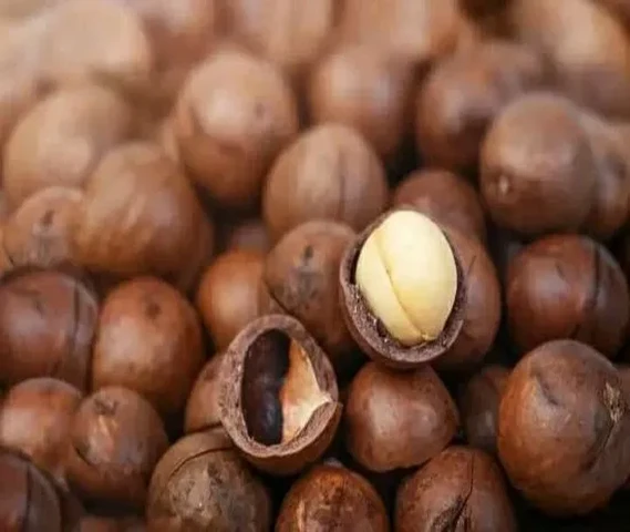 Macadamia nut plants