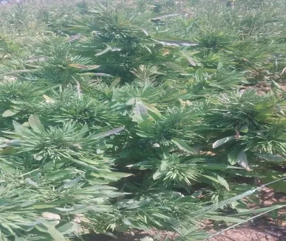 गुच्छे बाली सरसो का बीज उपलब्ध है