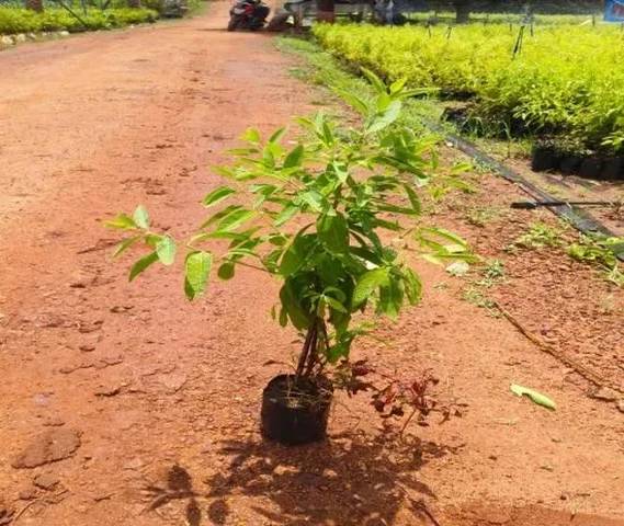 सफेद चंदन का पौधा