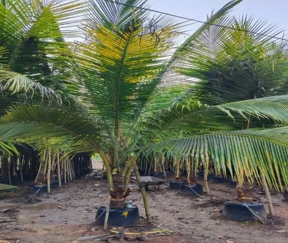 फल लगा हुआ नारियल का पौधा