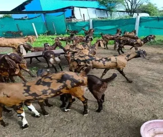 प्रेगनेट बकरिया खरीदे