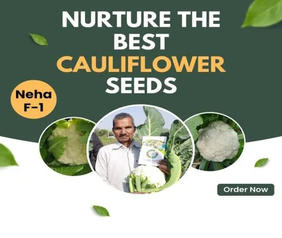 F-1 Cauliflower Seeds