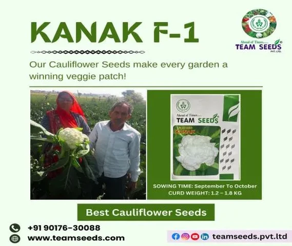 Harvest the Best with Kanak F-1 Cauliflower Seeds