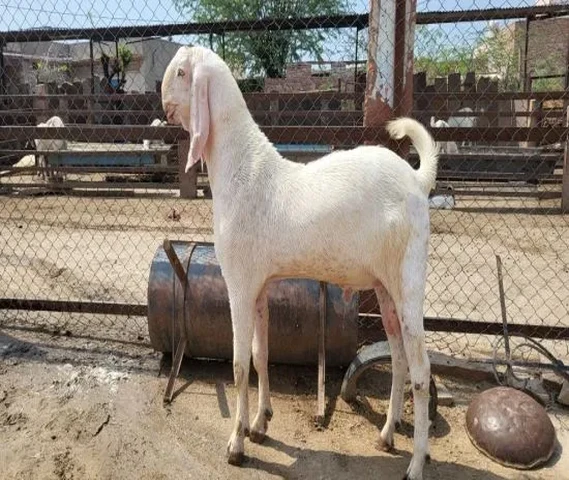 Sojat Breeder Goat