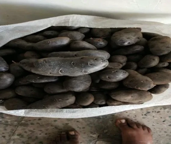 Black potato seed available