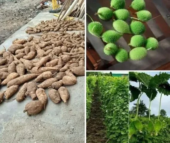 Kantola Roots Available